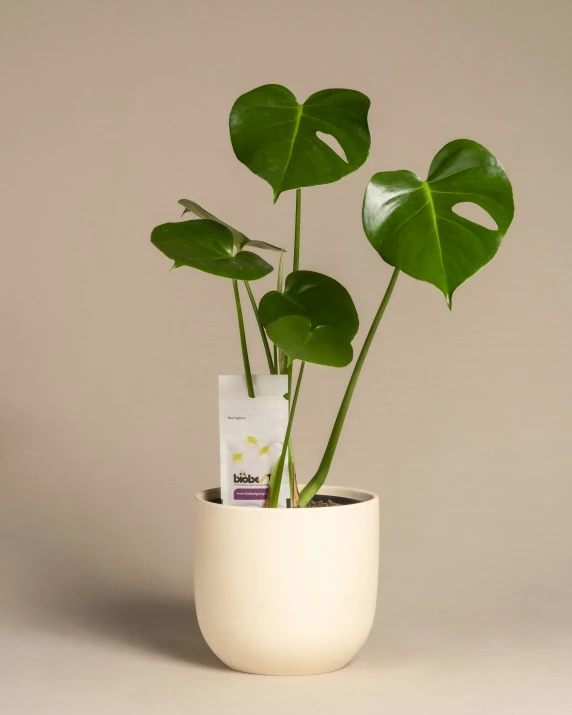 a potted plant with two leaves in it