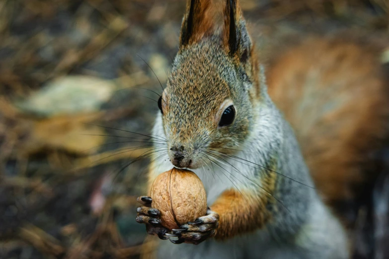 this squirrel looks like it is eating an acorn