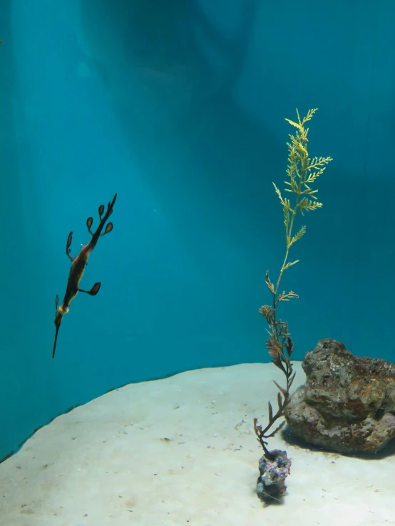 a fish swimming in an aquarium next to some plants