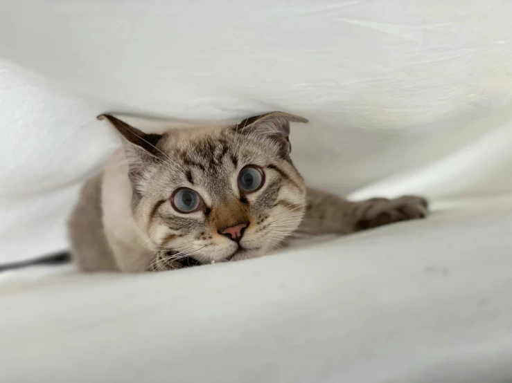 cat peeking out from under sheets looking upward