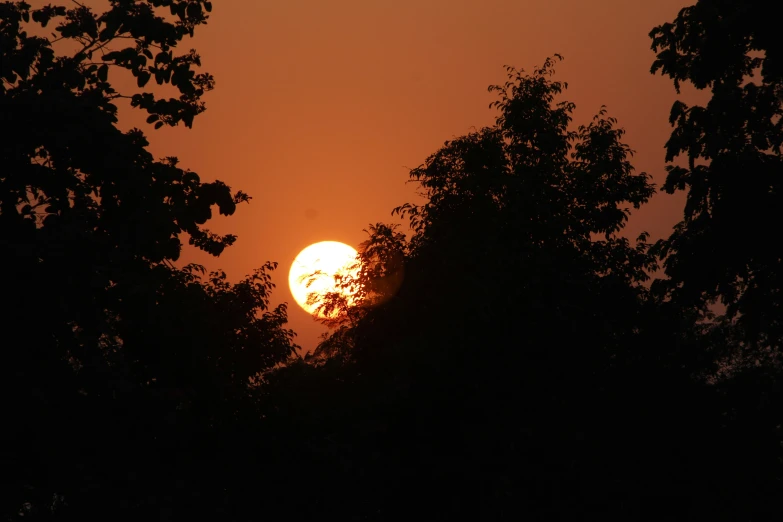 the sun setting between many trees on an orange sunset