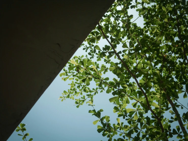 a view from under a tree with leaves that have gone