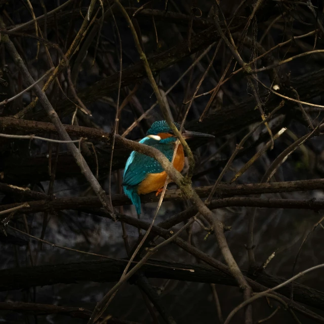 a bird sits on a nch looking for food