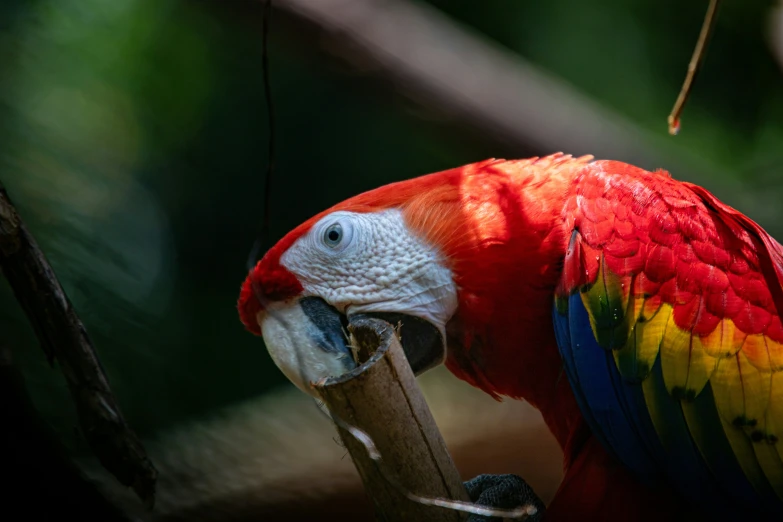 a colorful parrot on a tree nch looking at the camera