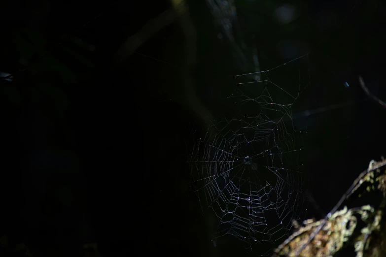 a large web of black spider is hanging in the dark