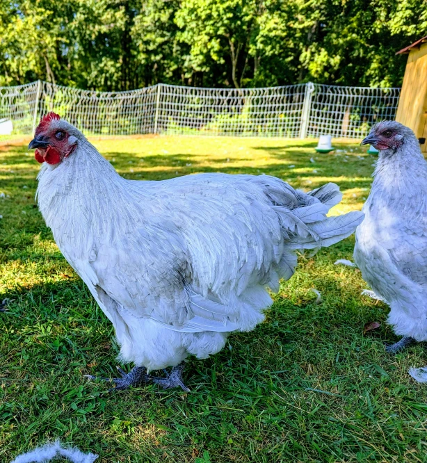 three white chicken stand in the grass of a backyard
