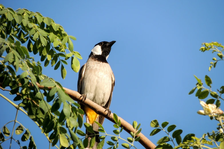 a bird sitting on top of a tree nch