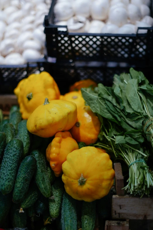 some squash and cucumbers are sitting next to each other