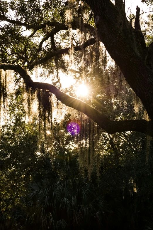 a po of the setting sun behind trees in a swamp