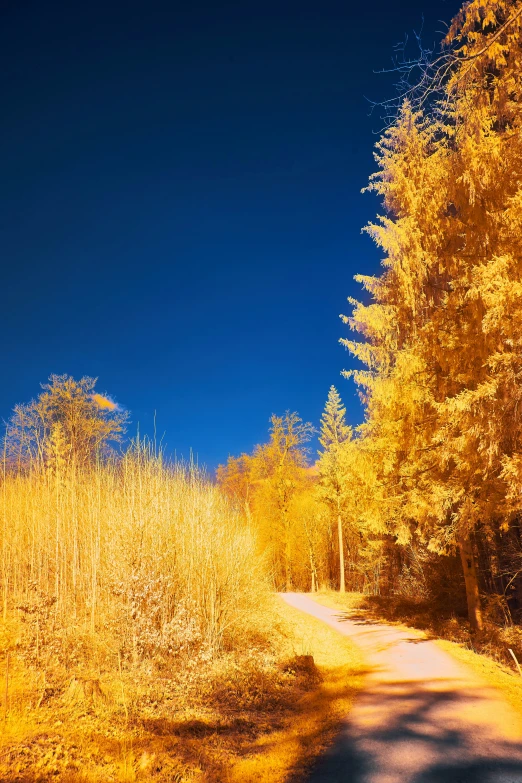 a road going through the woods surrounded by trees