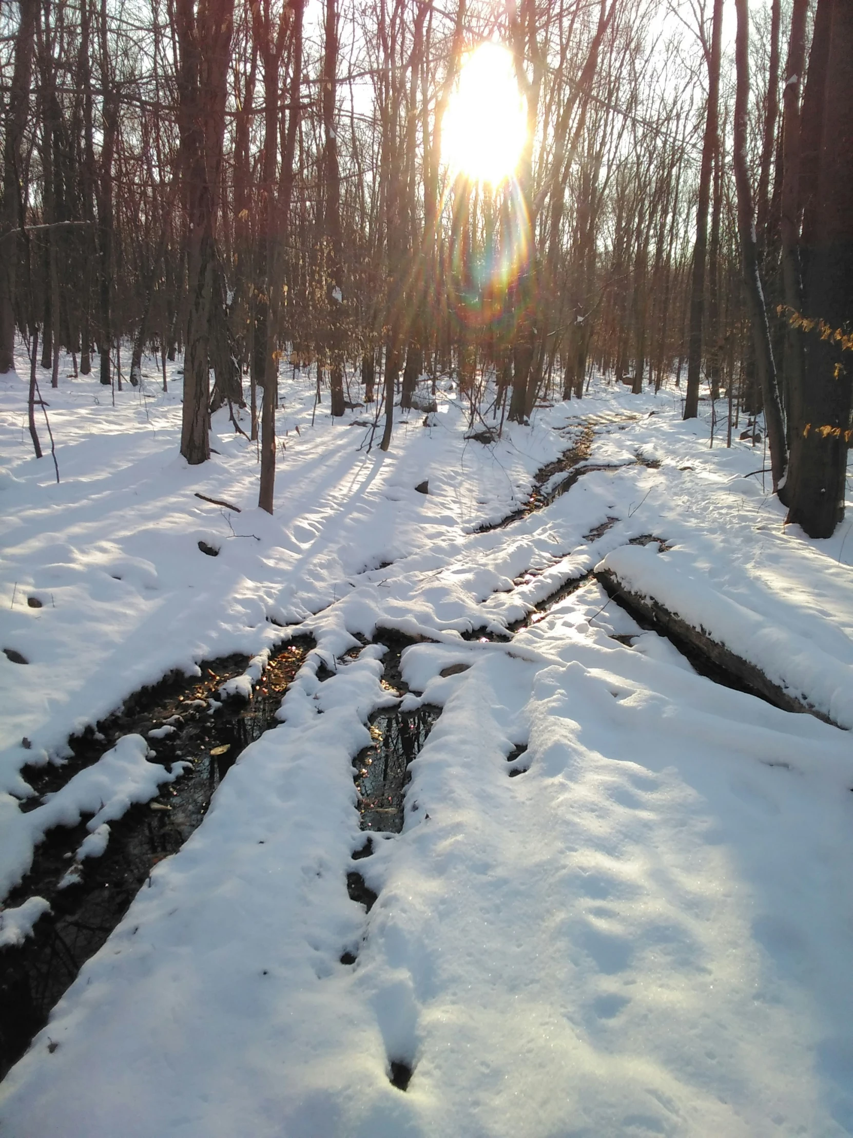 sun peeking through trees in the middle of the woods