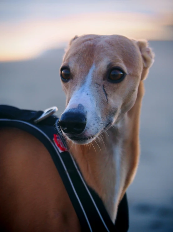 a dog with its eyes closed and it's head in the back