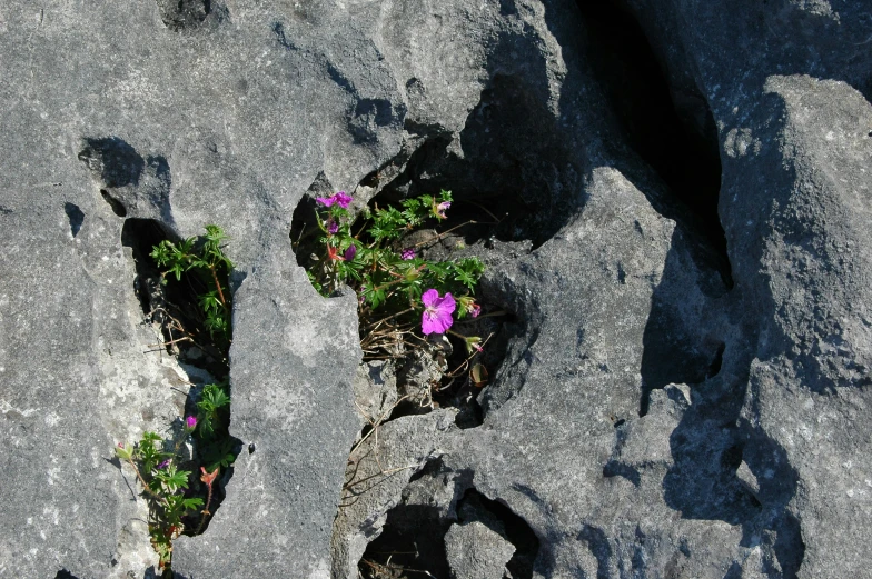 some flowers growing out of some rock rocks