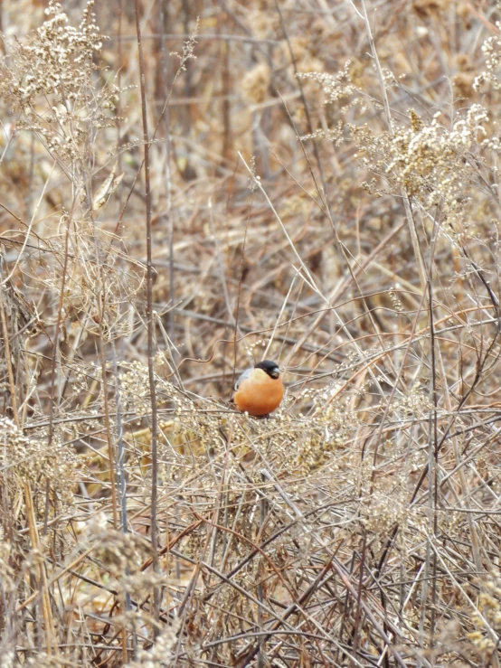 an orange and black bird in some bushes