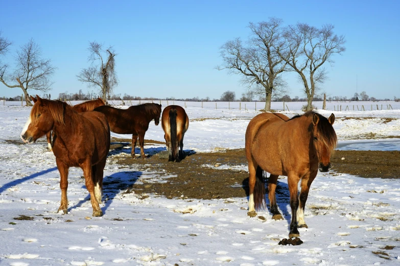 several horses standing in a snow covered field
