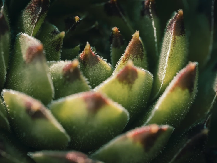 the leaves of a plant with green and red colors