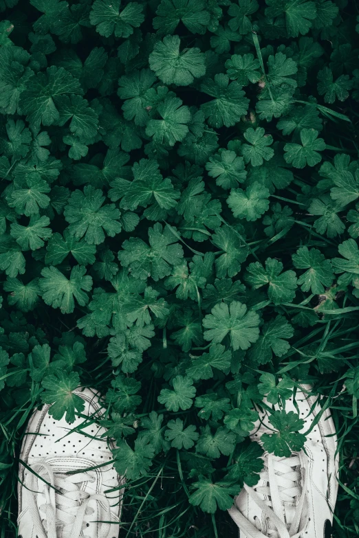 a view from above of a pair of shoes between some green leaves