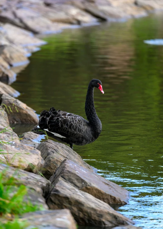 a black swan is swimming in the water