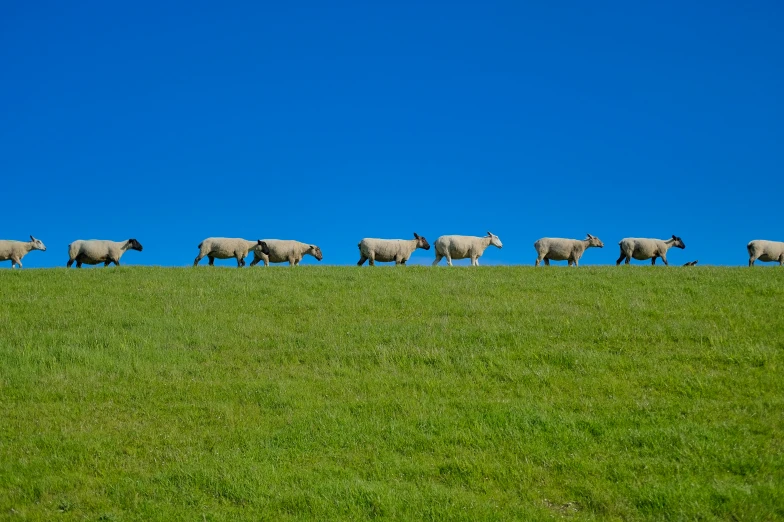 a group of sheep that are walking in the grass