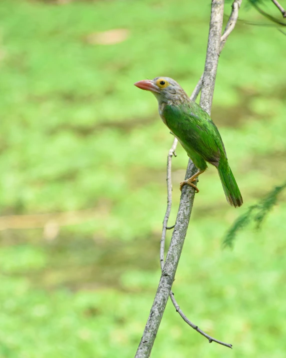 a small green bird is sitting on a thin twig