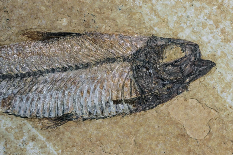 a fossil fossil with long thin bones