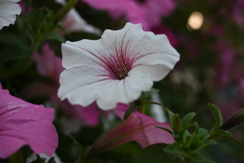 pink and white flowers are blooming on this plant