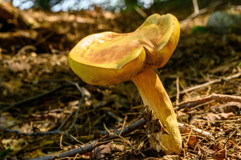 the small mushroom is growing very close to the ground