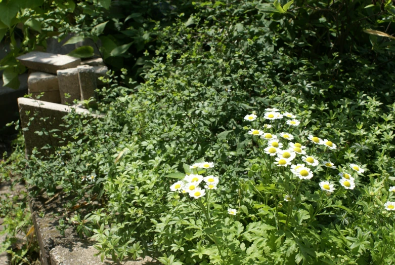 a couple of wooden stools in front of some flowers