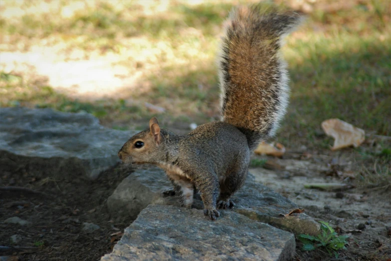 a small rodent stands on some rocks