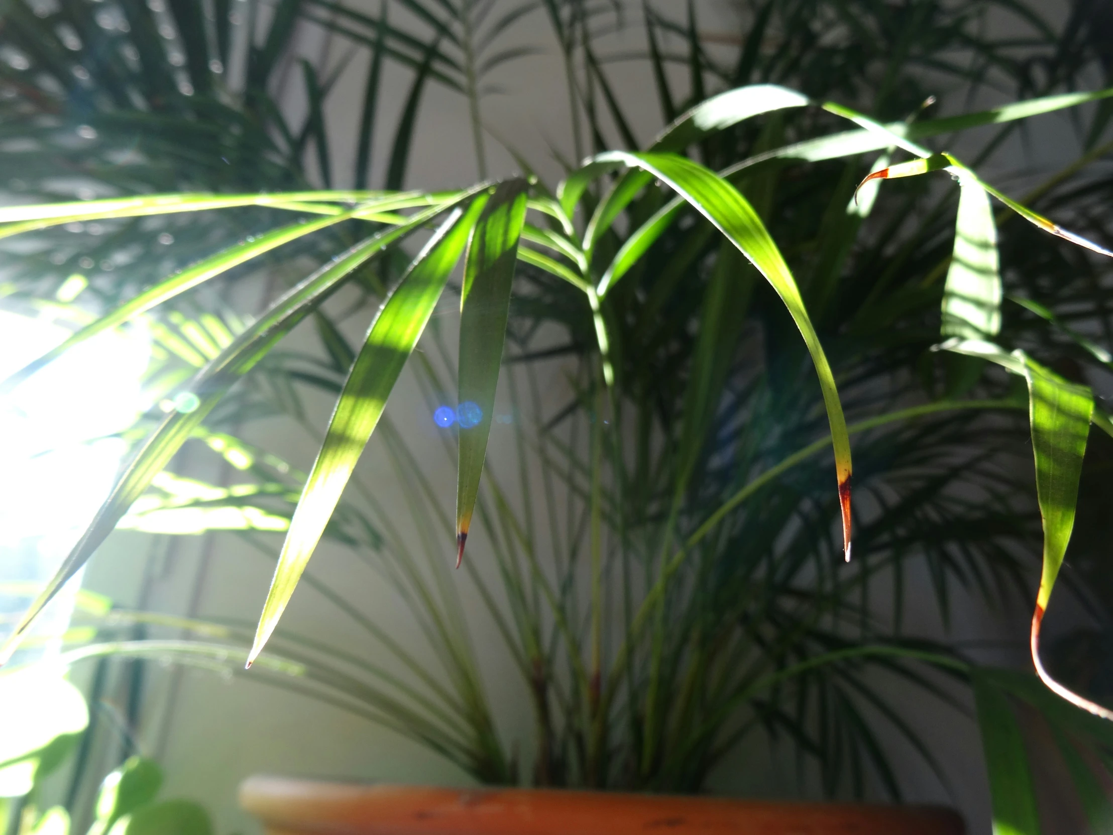 a plant in front of a window that has sunlight