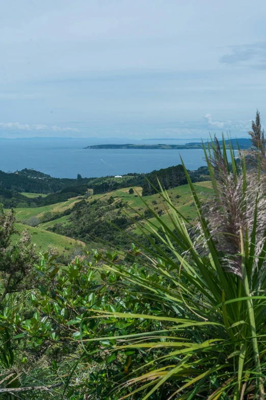 a white bus traveling past a lush green forest filled landscape