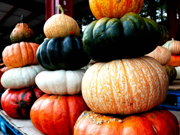 this is a very large display of pumpkins