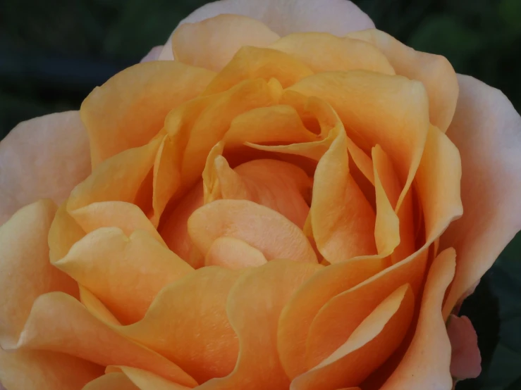 a yellow flower with very thick leaves