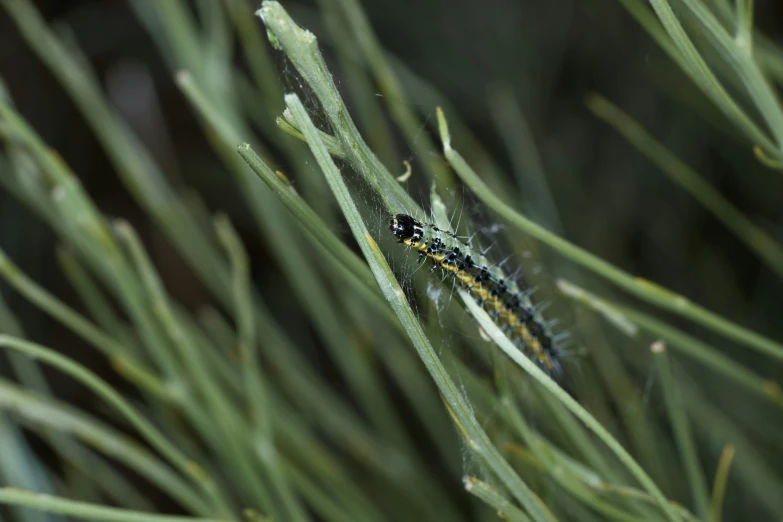 the little insect is sitting on the plant