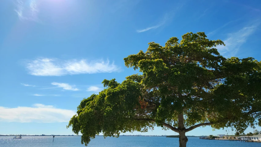 two boats are out on the water near a large tree