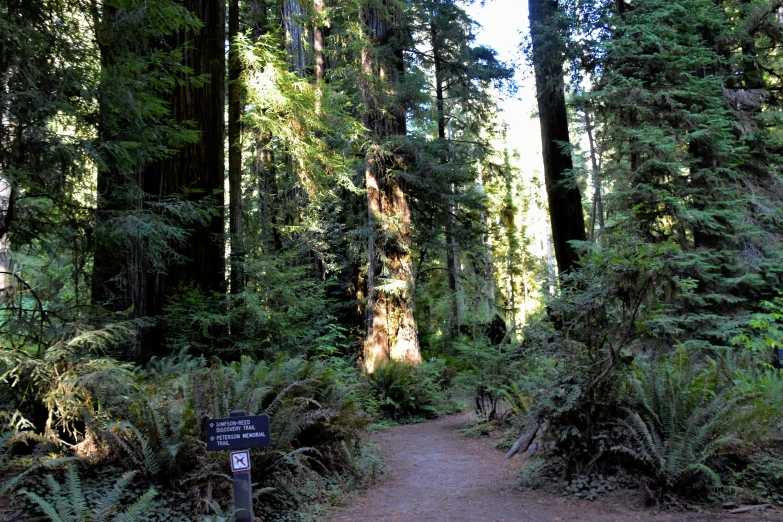 a dirt road near tall, dense trees and ferns