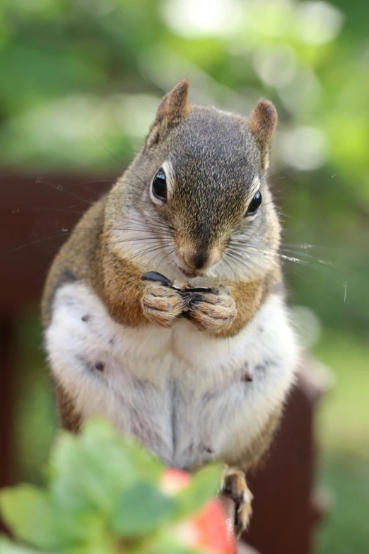 a squirrel with his eyes closed sitting on top of a wood rail