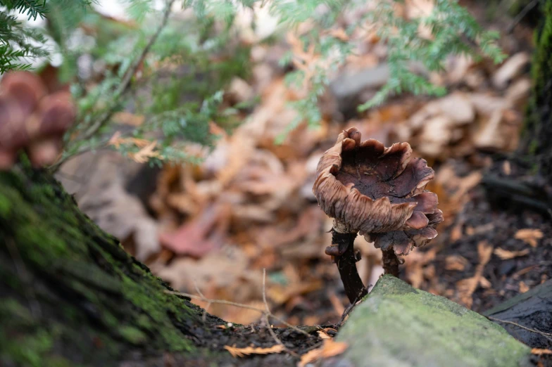 a mushroom growing on the ground by some nches