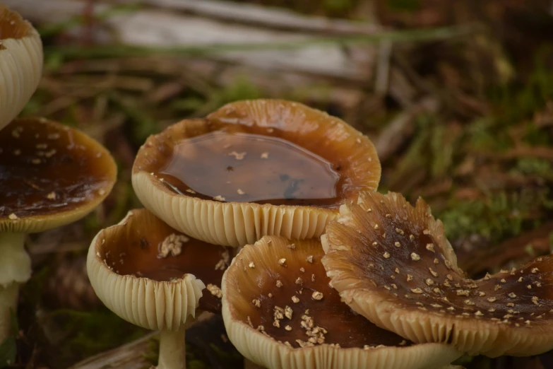 several mushroom's with brown substance and sprinkles on them