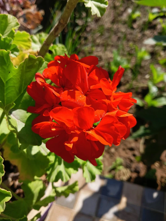 a red flower sits in a pot on the patio