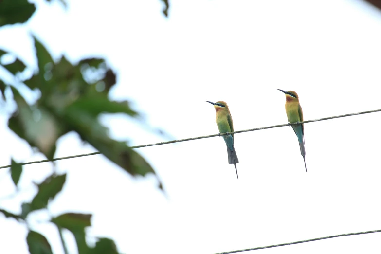 two hummingbirds perched on an electric wire