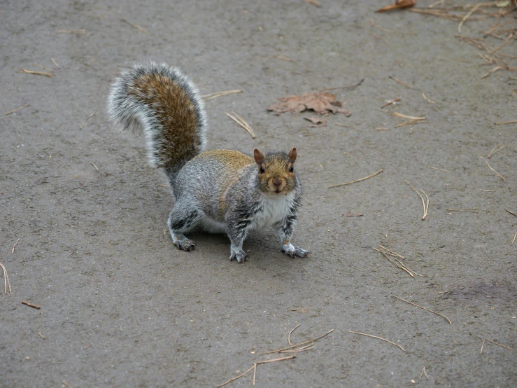 small squirrel standing on the ground and eating