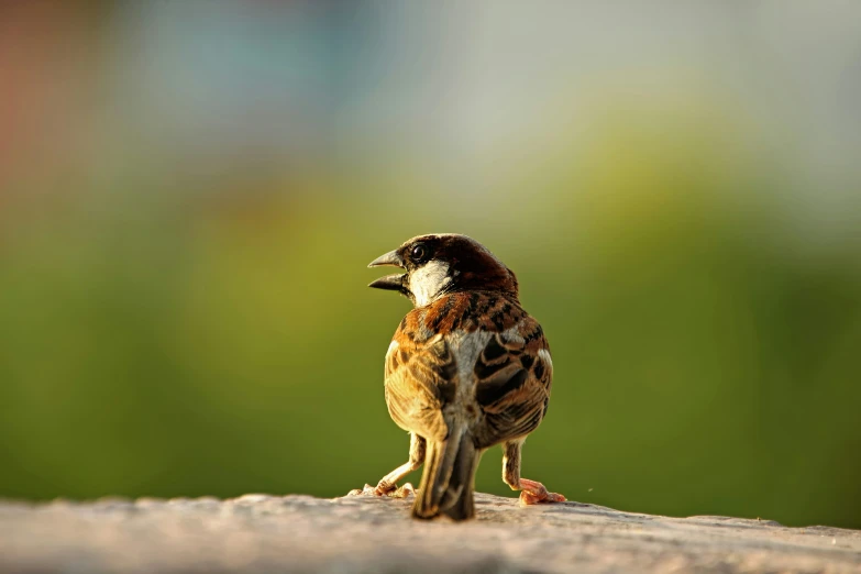 a small bird standing on top of a wooden fence