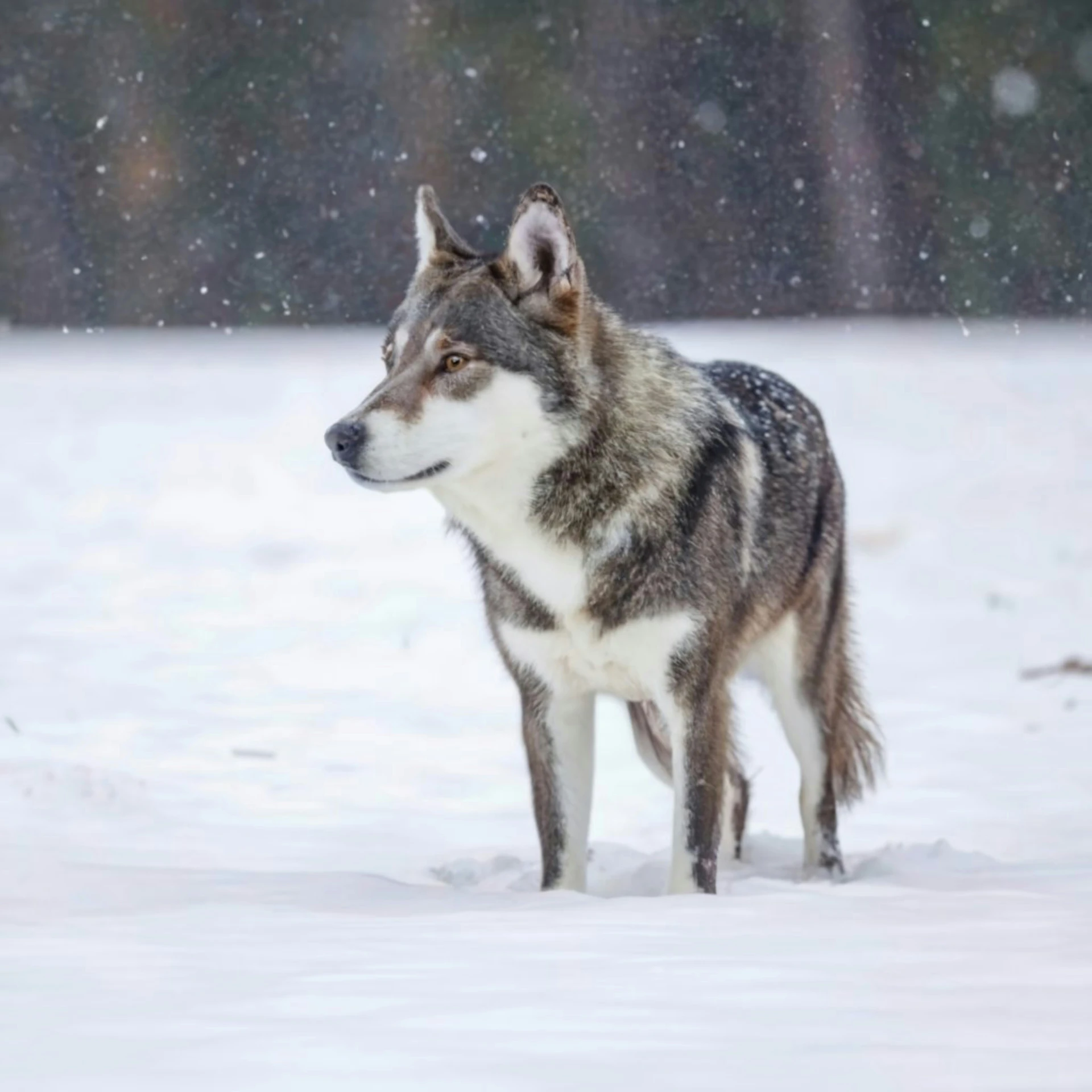 a wolf stands alone in the snow in a park