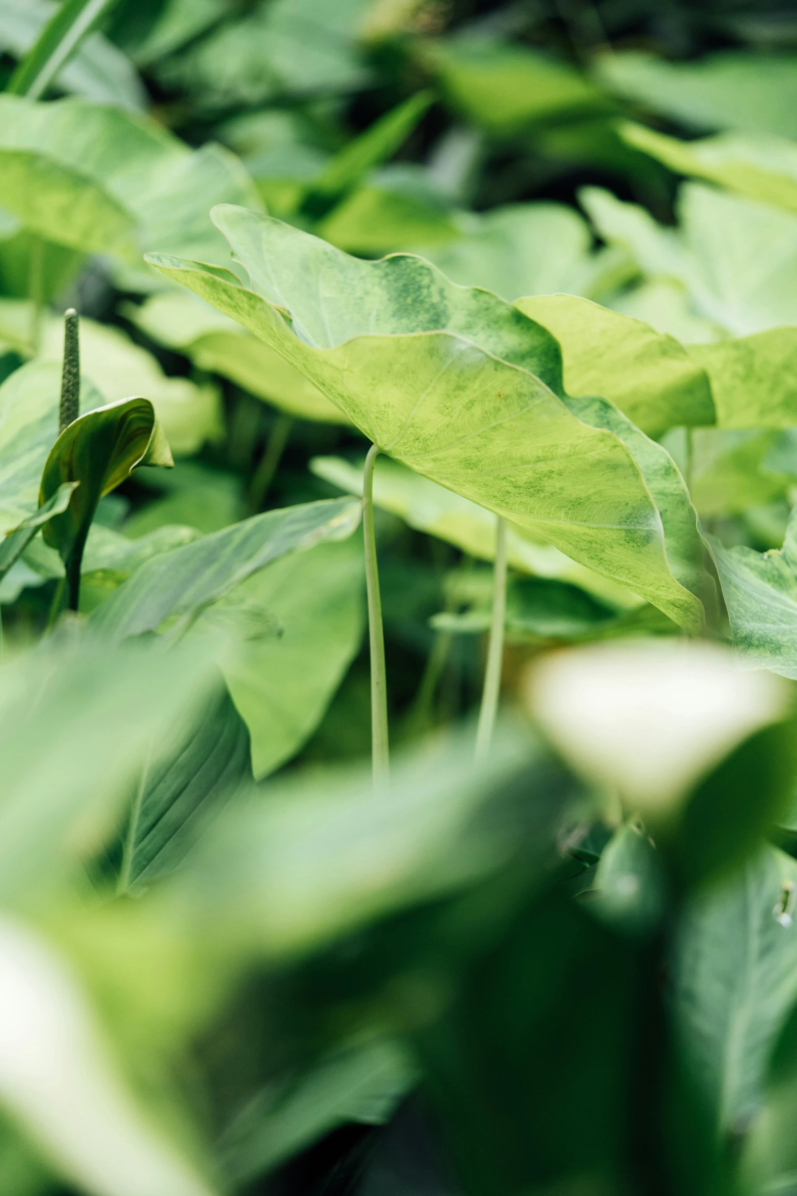 a bird that is sitting in the green leaves