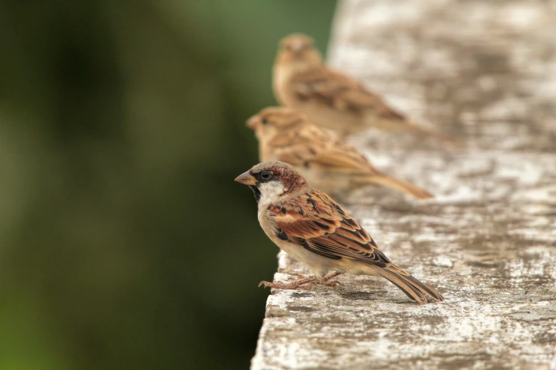 two small birds perched on a wooden table