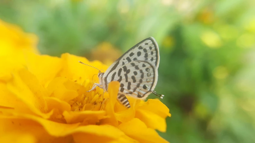 a erfly that is on some yellow flowers