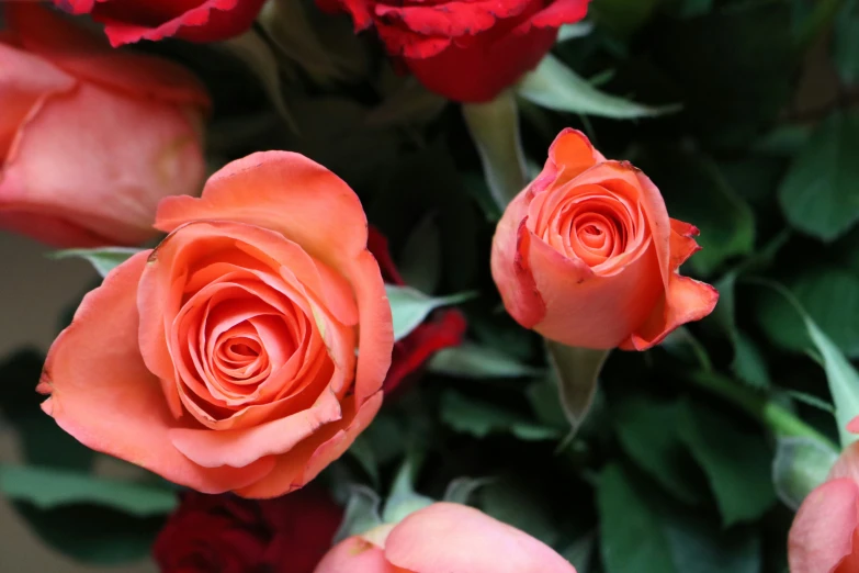 a bunch of orange roses with their petals opened