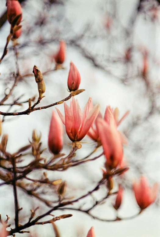 a close - up of pink flowers on a tree