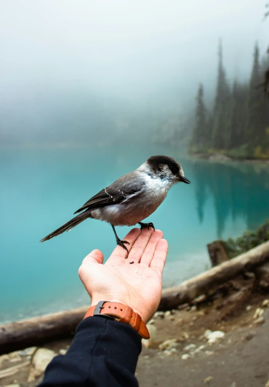 a person holding a bird in their hand